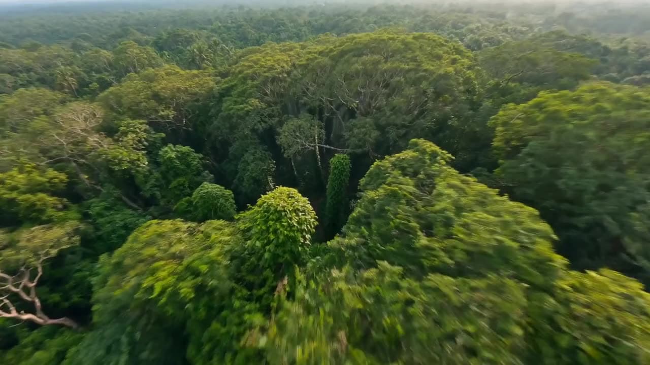 Aerial drone shot flying over a dense green rainforest canopy at dawn — a Seedance 2.0 generation